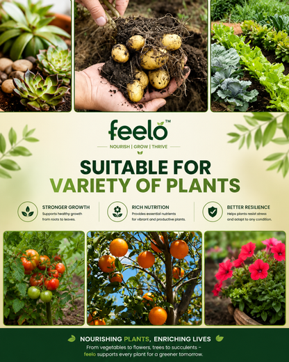 Feelo Soil Activator Nourish Soil Grow Stronger Plants